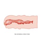 Crazy Bull Masturbator Sleeve - Isabel - Image 4