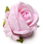 The Rose Lover's Gift Box Bloomgasm - Pink - Image 7