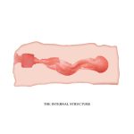 Crazy Bull Masturbator Sleeve - Jane - Image 4