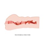 Crazy Bull Masturbator Sleeve - Mavis - Image 4